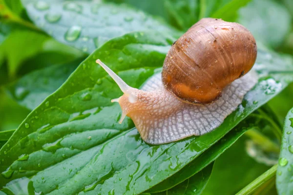 büyük salyangoz su damlaları bir yağmur dan sonra parlak yeşil bir yaprak üzerinde oturur.