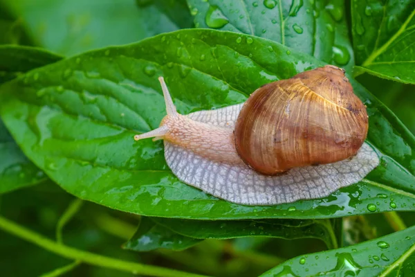 büyük salyangoz su damlaları bir yağmur dan sonra parlak yeşil bir yaprak üzerinde oturur.