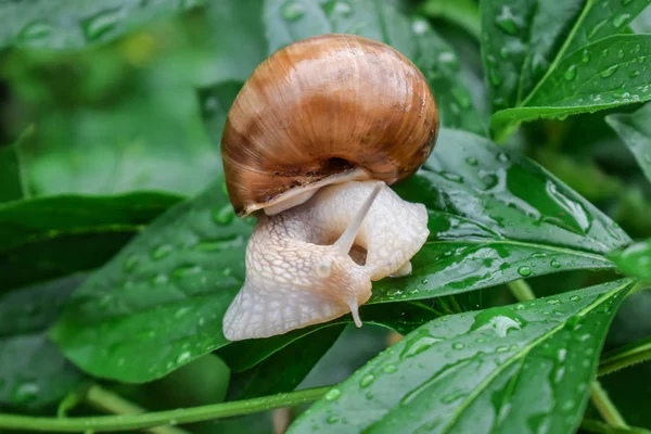 Escargot D Eau Douce Images Libres De Droit Photos De Escargot D Eau Douce Depositphotos Escargot D Eau Douce Images Libres De Droit Photos De Escargot D Eau Douce Depositphotos