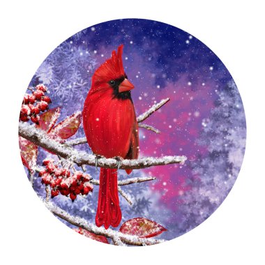 Kış Noel arkaplanı, kırmızı kardinal kuşu karlı dallara, böğürtlenlere, karda yapraklara, akşam aydınlatmasına, yuvarlak şekle oturur..