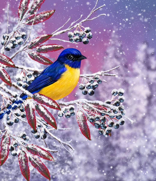 Christmas Winter Background Small Bird Tit Sits Snowy Branch Berries — Photo