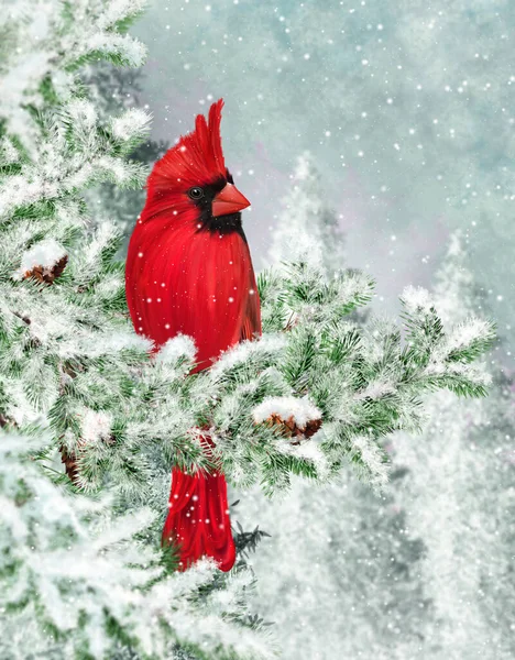 Winter Christmas Background Red Cardinal Bird Sits Snowy Branches Spruce — Stock Photo, Image