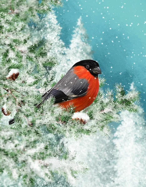 冬のクリスマスの背景 赤いブルフィンチの鳥は トウヒ 雪のハエの雪の枝に座っている — ストック写真