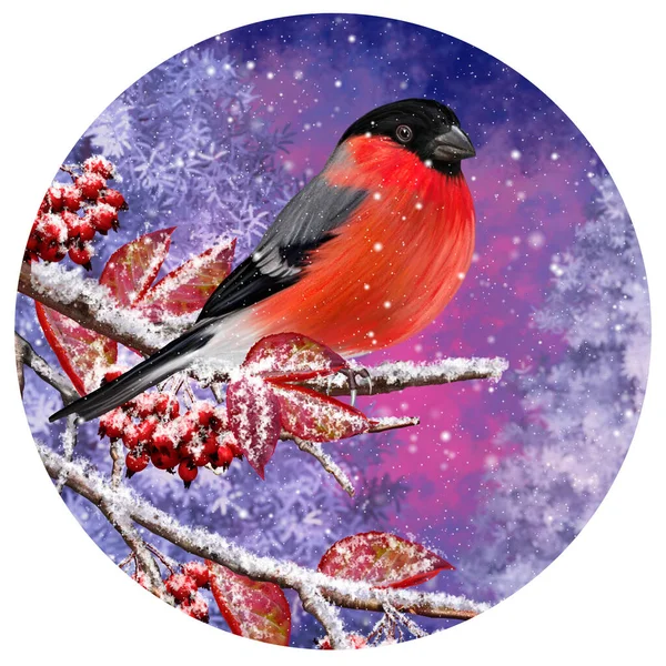 Christmas Winter Background Red Bullfinch Bird Sitting Snowy Branch Berries — Stock Photo, Image