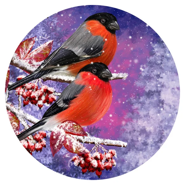 Natal Fundo Inverno Pássaro Bullfinch Vermelho Sentado Ramo Nevado Bagas — Fotografia de Stock