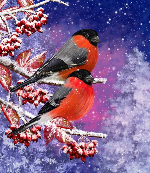 Christmas Winter Background Red Bullfinch Bird Sitting Snowy Branch Berries — Stock Photo, Image