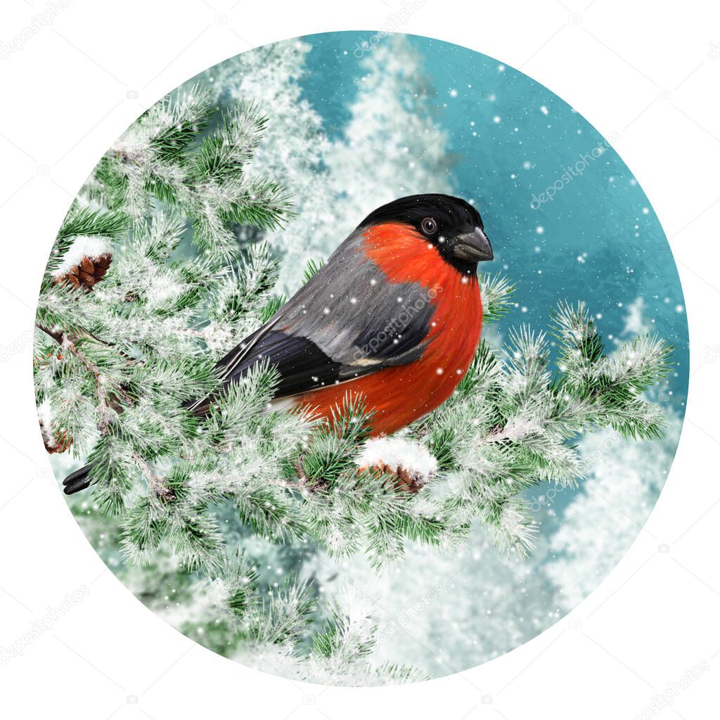 Winter Christmas background, red bullfinch bird sits on snowy branches of spruce, evening, blizzard, snow flies, round form
