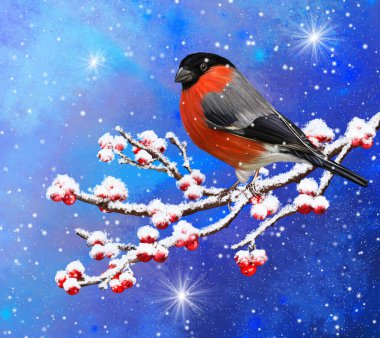 Noel arkaplanı, kırmızı ispinoz kuşu karlı bir dala oturmuş, böğürtlen, gün batımı, kar fırtınası.