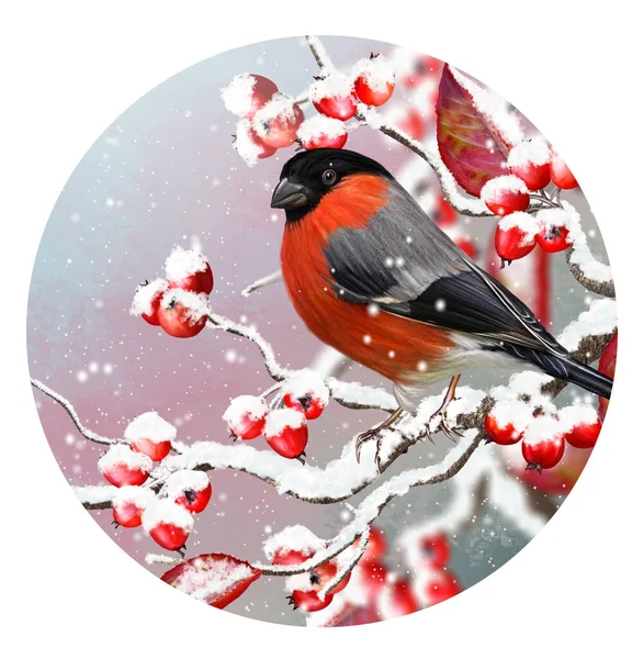 Natal Fundo Inverno Pássaro Bullfinch Vermelho Sentado Ramo Nevado Bagas — Fotografia de Stock