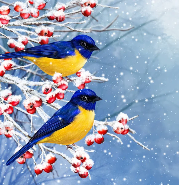 Winter Christmas Background Two Yellow Little Tit Birds Sit Snowy — Zdjęcie stockowe