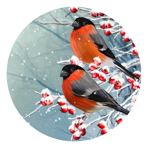 Christmas Winter Background Red Bullfinch Bird Sitting Snowy Branch Berries — Stock Photo, Image