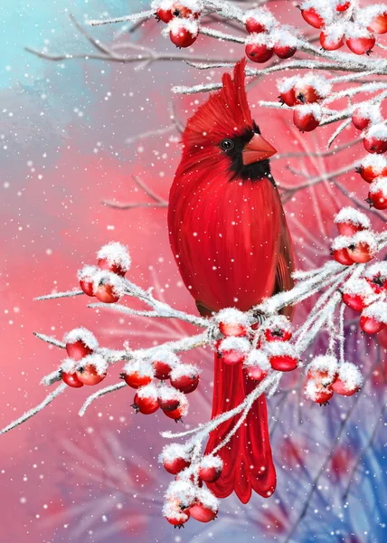 Inverno Fundo Natal Pássaro Cardeal Vermelho Senta Ramos Nevados Bagas — Fotografia de Stock