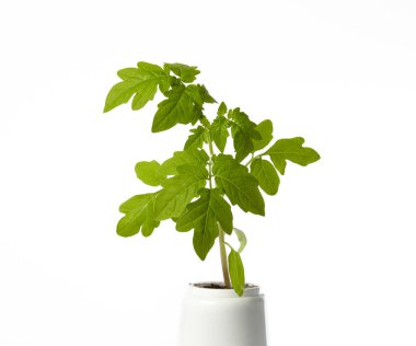 Beyaz arka planda izole edilmiş tencerede taze domates tohumları. Taze domates filizleri.