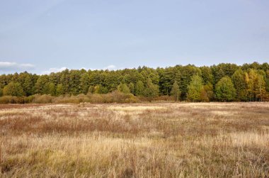 Gökyüzüne ve çayırlara karşı yoğun orman. Bir sıra ağacın ve mavi gökyüzünün güzel manzarası