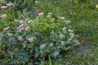 Bahçedeki güzel Sedum bitkisinin yakın çekimi. Soyadı Crassulaceae, Bilimsel adı Sedum. Seçici odak, bulanık arkaplan