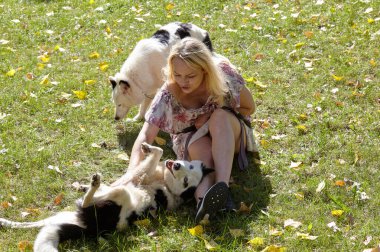Sahibi sonbahar parkında Sibiryalı bir laika köpeğiyle oynuyor. Bir köpekle bir kadının arkadaşlığı.