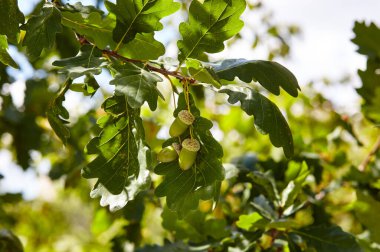 Yeşil yapraklı ve meşe palamutlu meşe dalı. Sonbaharda meşe ağacı. Bulanık yaprak arkaplanı