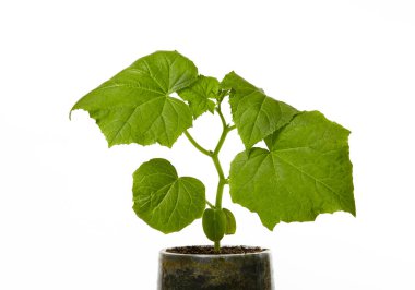 Beyaz arka planda izole edilmiş tenceredeki salatalık tohumları. Taze salatalık filizleri.