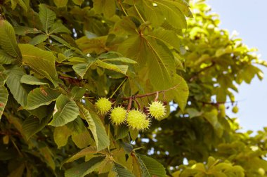 Sonbahar parkındaki olgun kestanenin soyut görüntüsü. Konker ağacı dalında at kestanesi - Aesculus hipokastanum meyvesi