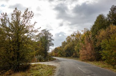 Ağaçların yanındaki asfalt yolda. Kırsal Avrupa 'da bir viraj yolu