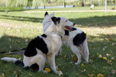Sonbahar parkında Sibirya tuvaletleri. Doğa yürüyüşündeki köpekler.
