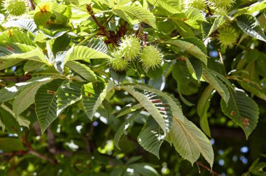 Sonbahar parkındaki olgun kestanenin soyut görüntüsü. Konker ağacı dalında at kestanesi - Aesculus hipokastanum meyvesi