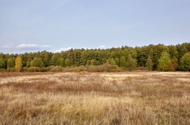 Gökyüzüne ve çayırlara karşı yoğun orman. Bir sıra ağacın ve mavi gökyüzünün güzel manzarası
