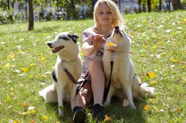 Sahibi sonbahar parkında Sibiryalı bir laika köpeğiyle oynuyor. Bir köpekle bir kadının arkadaşlığı.