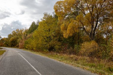 Ağaçların yanındaki asfalt yolda. Kırsal Avrupa 'da bir viraj yolu