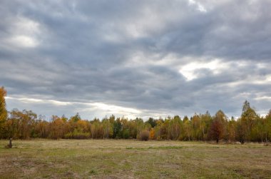 Gökyüzüne ve çayırlara karşı yoğun orman. Bir sıra ağacın ve mavi gökyüzünün güzel manzarası