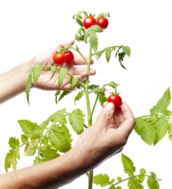 Erkek eli, beyaz arka planda izole edilmiş taze organik domates topluyor. Çiftçi domates topluyor.