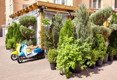 Ukrayna, Kyiv 'de yemyeşil bitki örtüsü olan küçük bir şehir kafesi. Teslimat servisi için iki eski motosiklet.