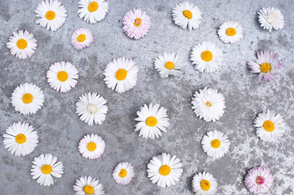 Pattern of small white daisies on the textured grey surface