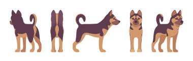 Çoban köpek ayakta