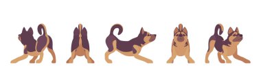 Çoban köpeği oynuyor.