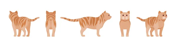 Ginger Tabby Kot stojący — Wektor stockowy