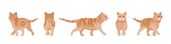 Ginger Tabby Cat wandelen — Stockvector