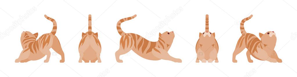 Ginger Tabby Cat stretching