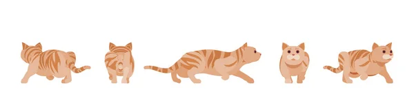 Ginger Tabby Cat podkradanie i prześladowanie — Wektor stockowy
