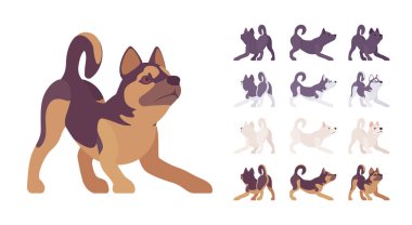 Siyah, Beyaz, Husky, Shepherd seti