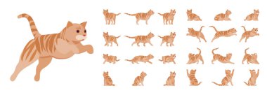 Ginger Tekir Kedi seti