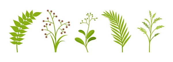 Ramas conjunto de tallos, plantas verdes con hojas frescas — Vector de stock