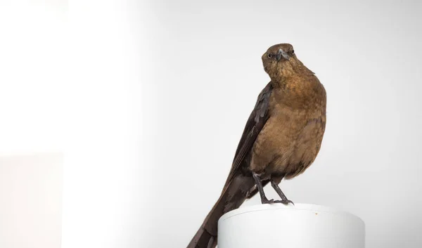 Pájaro Negro Común Posado Sobre Poste Blanco Luz Natural Muy —  Fotos de Stock