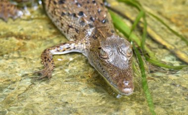 Vahşi Panama yağmur ormanı nehir onun yaşam sularda genç timsahı (Crocodylus acutus).