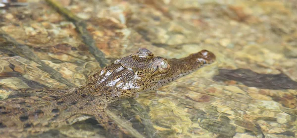 Junges Krokodil Crocodylus Acutus Seinem Lebensraum Gewässer Wilden Panama Regenwaldfluss — Stockfoto