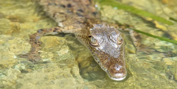 Crocodylus Acutus Crocodilo Jovem Nas Águas Seu Habitat Rio Selvagem — Fotografia de Stock