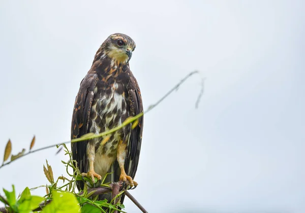 パナマ 彼のネイティブの生息地で獲物の鳥で未熟な一般的なブラック ホーク Buteogallus Anthracinus — ストック写真