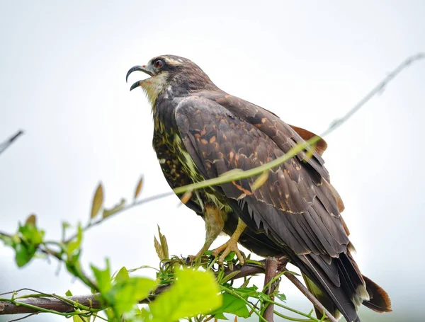 パナマ 彼のネイティブの生息地で獲物の鳥で未熟な一般的なブラック ホーク Buteogallus Anthracinus — ストック写真