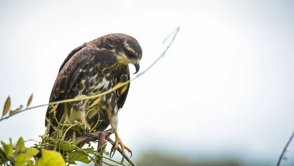 パナマ 彼のネイティブの生息地で獲物の鳥で未熟な一般的なブラック ホーク Buteogallus Anthracinus — ストック写真