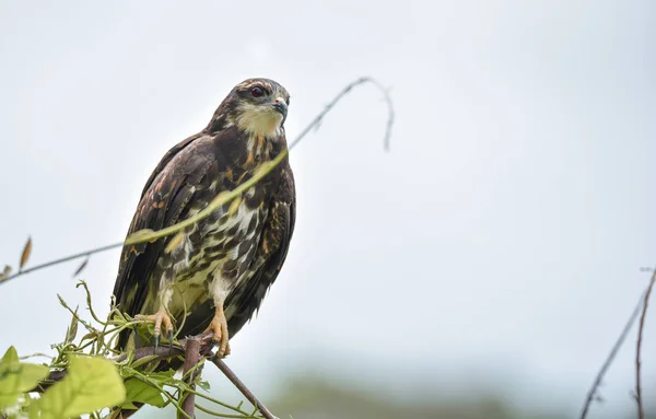 Falco Nero Comune Immaturo Buteogallus Anthracinus Panama Rapace Nel Suo — Foto Stock